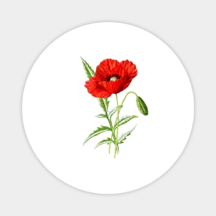 Red Poppy Magnet